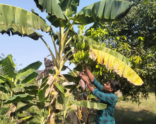 Banana Farm for Nutrition and Sustainability