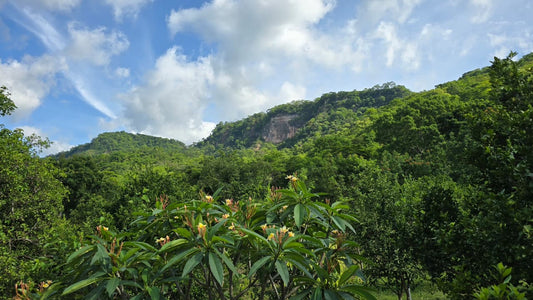 Coffee Farm to support Children's Centre (Bolivia)